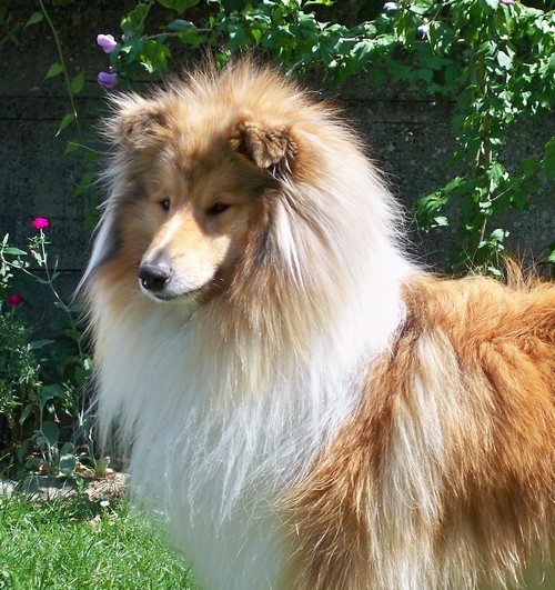 Beauté divine du secret des Lions