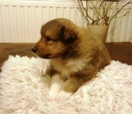 du secret des Lions - Colley à poil long - Portée née le 01/01/2017