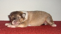 CHERE CHIPIE DU SECRET DES LIONS