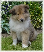 APPY FUN PUPPY